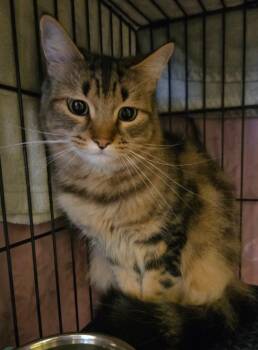 Domestic Medium Hair Cats Available for Adoption in Rutherfordton, North Carolina - Lily Rose / Raccoon | PetCurious
