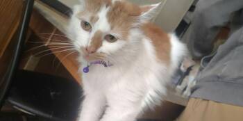Biscuit M -  Domestic Medium Hair Cat for Adoption in Cary, North Carolina - Biscuit M | PetCurious