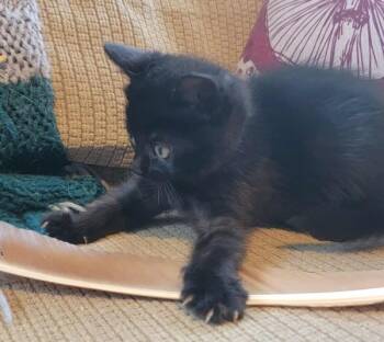 Rescue Domestic Medium Hair Cats for Adoption in Sheboygan, Wisconsin - Louisiana | PetCurious