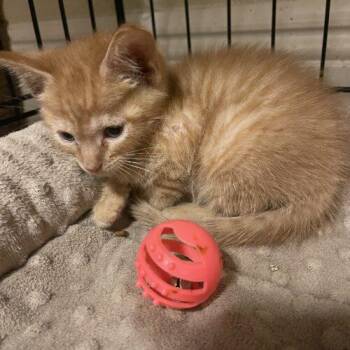 Starfire -  Domestic Short Hair Cat for Adoption in Tampa, Florida - Starfire | PetCurious