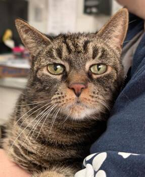 Rescue Domestic Short Hair Cats for Adoption in Canfield, Ohio - GINA | PetCurious