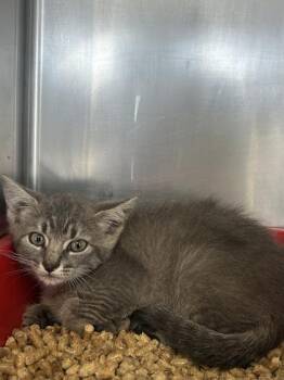 Domestic Short Hair Cats Available for Adoption in San Antonio, Texas - Piston | PetCurious