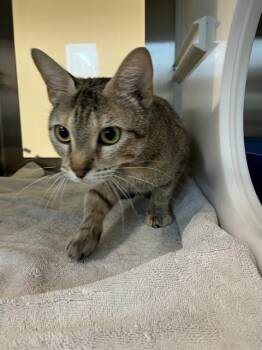 Rescue Domestic Short Hair Cats for Adoption in Pearland, Texas - TALIA | PetCurious