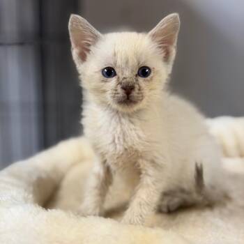 Banana -  Domestic Short Hair Cat for Adoption in Fort Smith, Arkansas - Banana | PetCurious