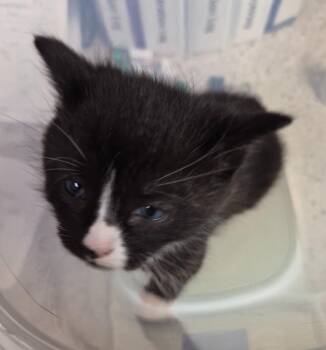 Zoro -  Domestic Short Hair Cat for Adoption in Christiansburg, Virginia - Zoro | PetCurious