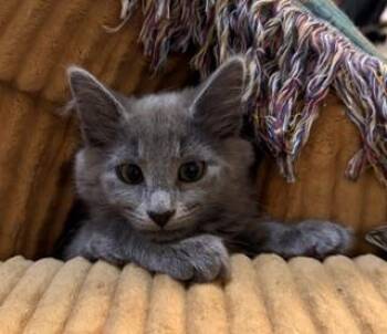 Juniper -  Domestic Short Hair Cat for Adoption in Southern Pines, North Carolina - Juniper | PetCurious