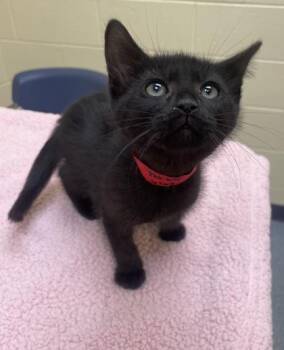Domestic Short Hair Cats Available for Adoption in Westland, Michigan - Chicken Tortilla | PetCurious
