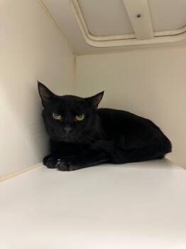 Chestnut (Hwy 81 N) -  Domestic Short Hair Cat for Adoption in Johnson City, Tennessee - Chestnut (Hwy 81 N) | PetCurious