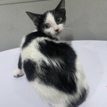 Domestic Short Hair Cats Available for Adoption in Tampa, Florida - Shy | PetCurious