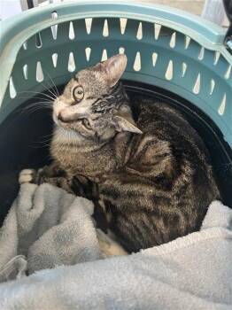 CAESAR -  Domestic Short Hair Cat for Adoption in San Antonio, Texas - CAESAR | PetCurious