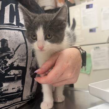 Bentley -  Domestic Short Hair Cat for Adoption in Pekin, Illinois - Bentley | PetCurious
