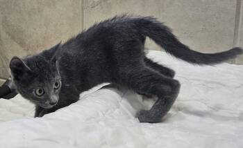 Chef -  Domestic Short Hair Cat for Adoption in Canon City, Colorado - Chef | PetCurious