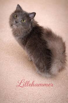 Domestic Long Hair Cats Available for Adoption in Laurel, Maryland - Lillehammer-Olympic Ball Of Fluff And Energy | PetCurious