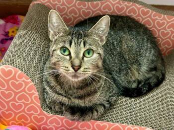 Marlowe -  Domestic Short Hair Cat for Adoption in Raleigh, North Carolina - Marlowe | PetCurious