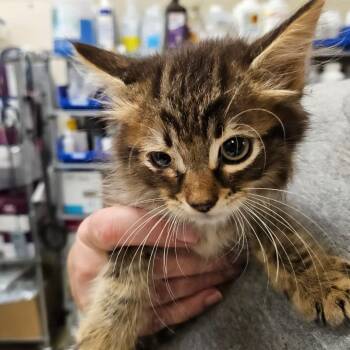 SCFL-Stray-66347_2 -  Domestic Short Hair Cat for Adoption in Lake Panasoffkee, Florida - SCFL-Stray-66347_2 | PetCurious