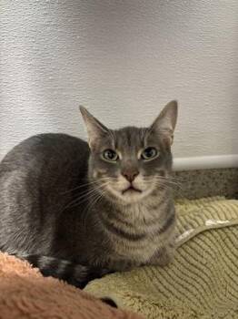 Milo -  Domestic Short Hair Cat for Adoption in Fishers, Indiana - Milo | PetCurious