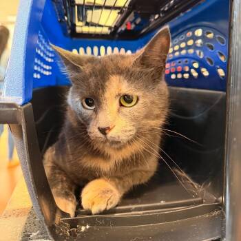 Gloria -  Domestic Short Hair Cat for Adoption in Lynchburg, Virginia - Gloria | PetCurious
