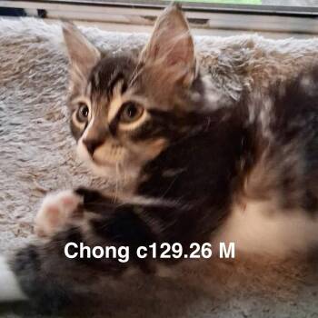 Foster Chong -  Domestic Short Hair and Tiger Cat for Adoption in Batavia, New York - Foster Chong | PetCurious