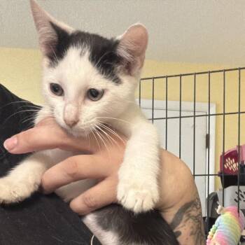 Jordan2 -  Domestic Short Hair Cat for Adoption in Melrose, Florida - Jordan2 | PetCurious