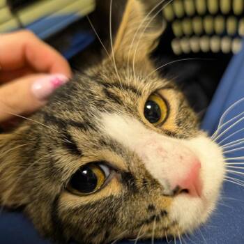 Domestic Medium Hair Cats Available for Adoption in Baltimore, Maryland - Cinna | PetCurious
