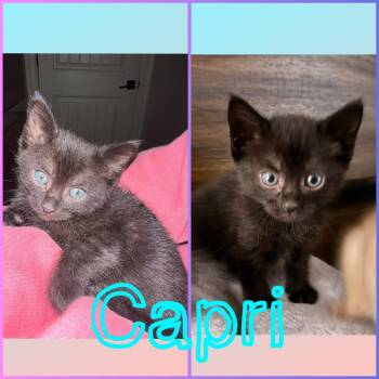 Capri -  Domestic Short Hair Cat for Adoption in Brewster, New York - Capri | PetCurious