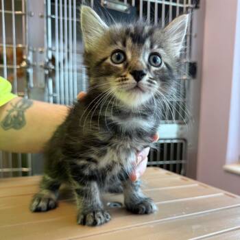 Java -  Domestic Medium Hair Cat for Adoption in Madisonville, Tennessee - Java | PetCurious