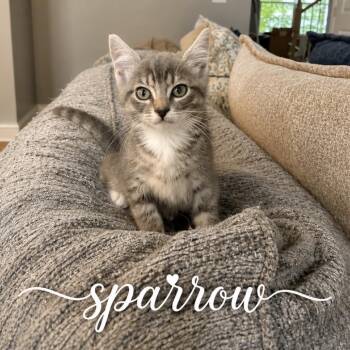 Sparrow -  Domestic Short Hair Cat Available for Adoption in Inman, South Carolina - Sparrow | PetCurious