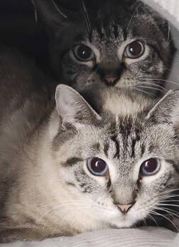 Flower -  Siamese Cat for Adoption in Chicago, Illinois - Flower | PetCurious