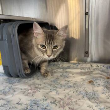 Bobbi -  Domestic Long Hair Cat for Adoption in Manhattan, Kansas - Bobbi | PetCurious