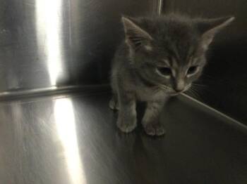 A1931675 -  Domestic Short Hair Cat for Adoption in Thousand Palms, California - A1931675 | PetCurious