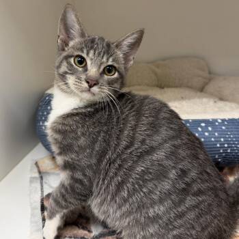 Tabitha -  Domestic Short Hair Cat for Adoption in Stillwater, Oklahoma - Tabitha | PetCurious