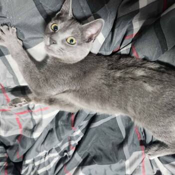 Rescue Domestic Short Hair Cats for Adoption in Jupiter, Florida - Chocolate | PetCurious