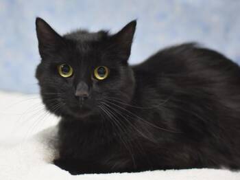 Victorian -  Domestic Medium Hair Cat for Adoption in Portland, Oregon - Victorian | PetCurious