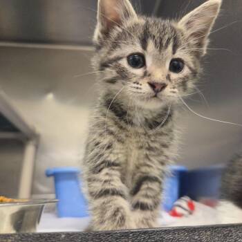 Teddy -  Domestic Short Hair Cat for Adoption in Rock Falls, Illinois - Teddy | PetCurious