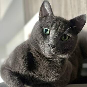 RIVER - GORGEOUS RUSSIAN BLUE BOY -  Russian Blue Cat for Adoption in Oakwood, Georgia - RIVER - GORGEOUS RUSSIAN BLUE BOY | PetCurious