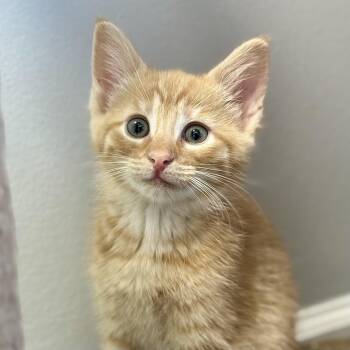 Superior -  Domestic Short Hair Cat for Adoption in Pontiac, Michigan - Superior | PetCurious