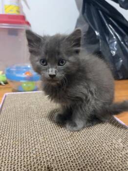 Cosmo -  Domestic Medium Hair and Russian Blue Cat for Adoption in Lake Wylie, South Carolina - Cosmo | PetCurious