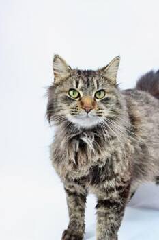 Himalayan and Domestic Short Hair Cats Available for Adoption in Morton Grove, Illinois - Cher | PetCurious