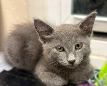 Rescue Russian Blue and Domestic Medium Hair Cats for Adoption in Fort Myers, Florida - Prada | PetCurious