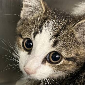 Louis -  Domestic Medium Hair Cat for Adoption in Calverton, New York - Louis | PetCurious