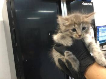 Domestic Long Hair Cats Available for Adoption in Thousand Palms, California - A1914989 | PetCurious