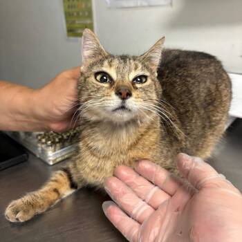 Zolting -  Domestic Short Hair Cat for Adoption in Charleston, West Virginia - Zolting | PetCurious