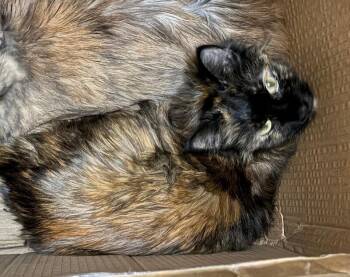 Juniper -  Domestic Short Hair Cat for Adoption in Cincinnati, Ohio - Juniper | PetCurious