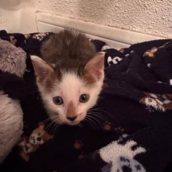 Bodhi -  Domestic Short Hair Cat for Adoption in Lake Jackson, Texas - Bodhi | PetCurious