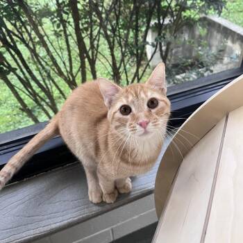 Cipher -  Domestic Short Hair Cat for Adoption in Rocky Mount, Virginia - Cipher | PetCurious