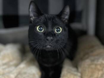 Cloudy -  Domestic Short Hair Cat for Adoption in Portland, Oregon - Cloudy | PetCurious