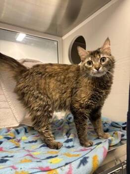 Leann -  Domestic Long Hair Cat for Adoption in Kansas City, Missouri - Leann | PetCurious