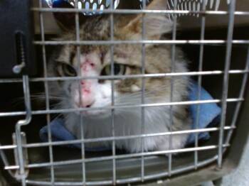 A475598 -  Domestic Short Hair Cat for Adoption in Oklahoma City, Oklahoma - A475598 | PetCurious