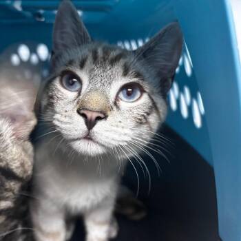 Froyo -  Domestic Short Hair Cat for Adoption in Riverside, California - Froyo | PetCurious