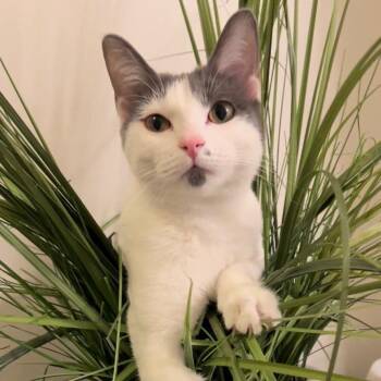Domestic Short Hair Cats Available for Adoption in Salt Lake City, Utah - Chapada | PetCurious